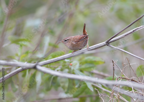 Photography Eurasian Wren (Troglodytes troglodytes) in a characteristic pose with a cocked tail, perched on a slanted branch