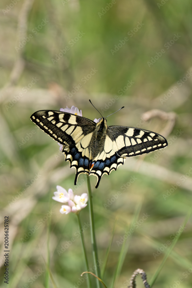 Fototapeta premium Old World swallowtail, Papilio machaon, Mediterranean area, Spain