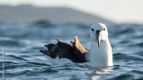 Canvas Print Close-up of an albatross floating on ocean water in natural light