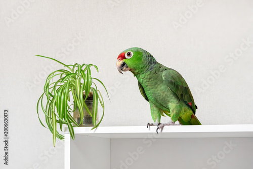 Green parrot perches calmly on a white shelf