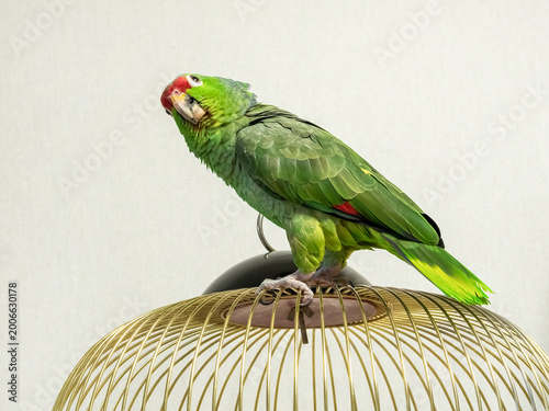 Big green Amazon parrot perches atop golden cage
