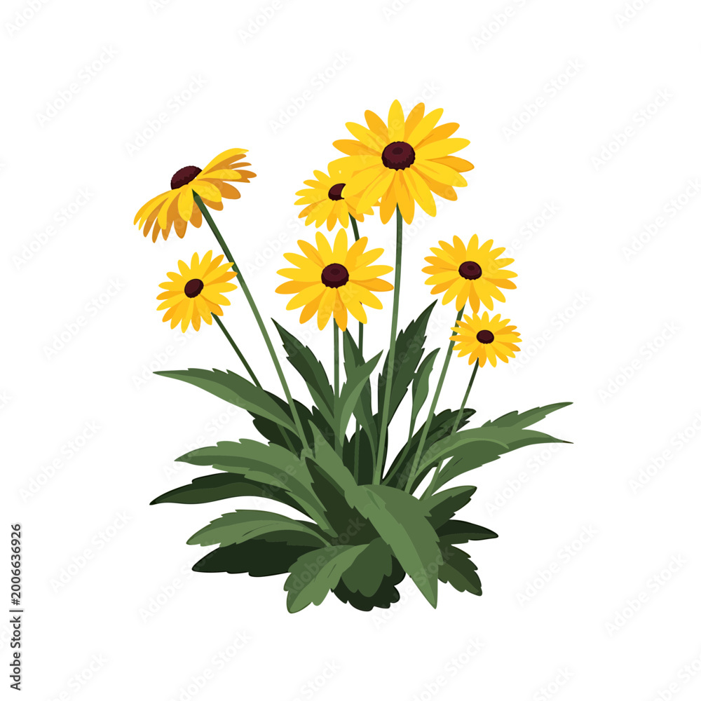 Naklejka premium Yellow black-eyed susan flowers vector illustration on white