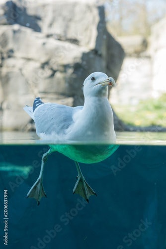 Schilderij op canvas A young Herring gull swimming in a zoo pool