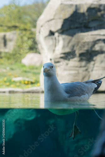 Foto seagull on the rock