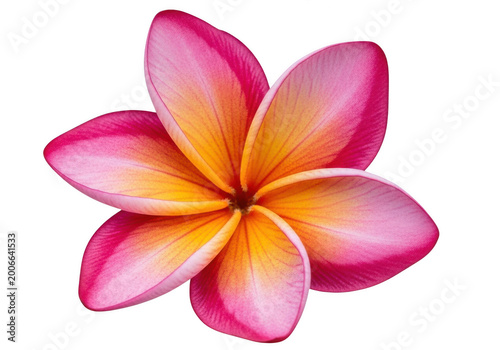 Beautiful pink and yellow flower in full bloom with green leaves