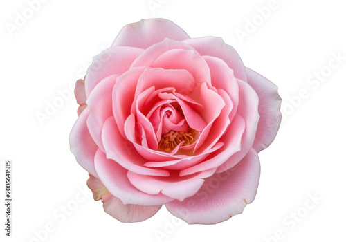 Beautiful pink rose flower in full bloom with delicate petals