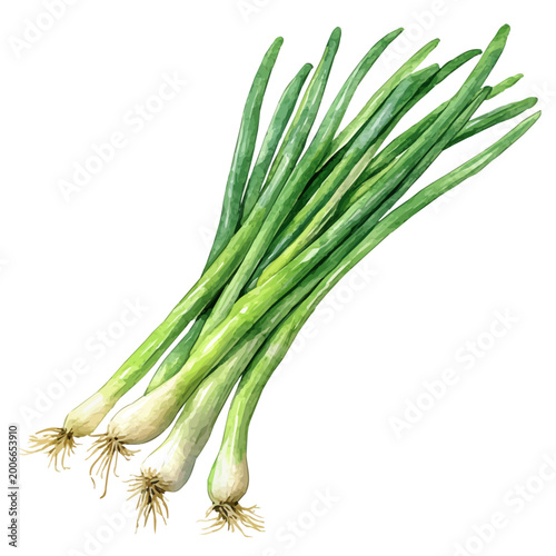 Fotografía watercolor of Green Onion draw, isolated on a white background.