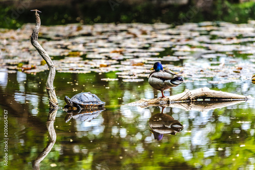 Wasserschildkröten in einem Kölner Weiher