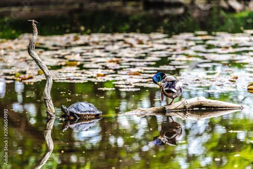 Wasserschildkröten in einem Kölner Weiher