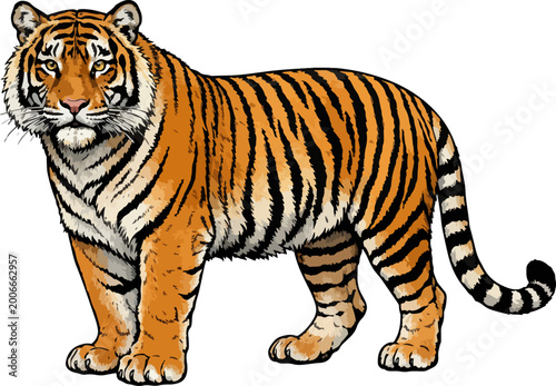 Tableau sur toile Panthera tigris sumatrae illustration art