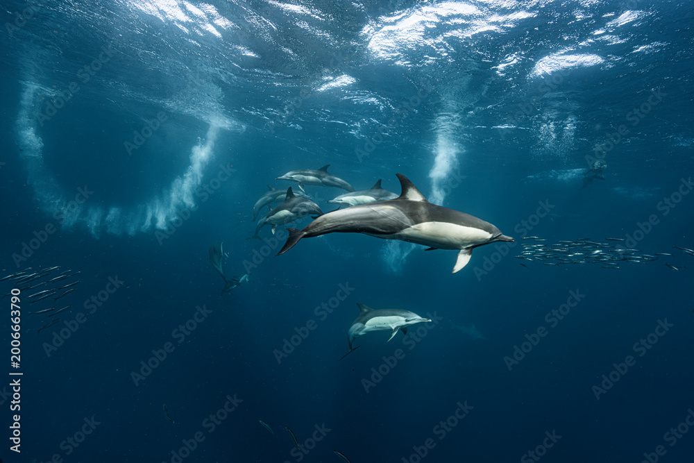 Naklejka premium underwater scene, blue tones, composition, depth, background, texture