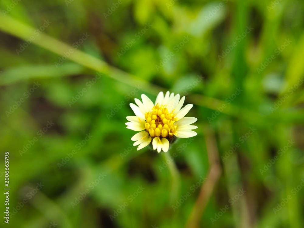 Fototapeta premium Tiny white wildflower blooming with blurred green background