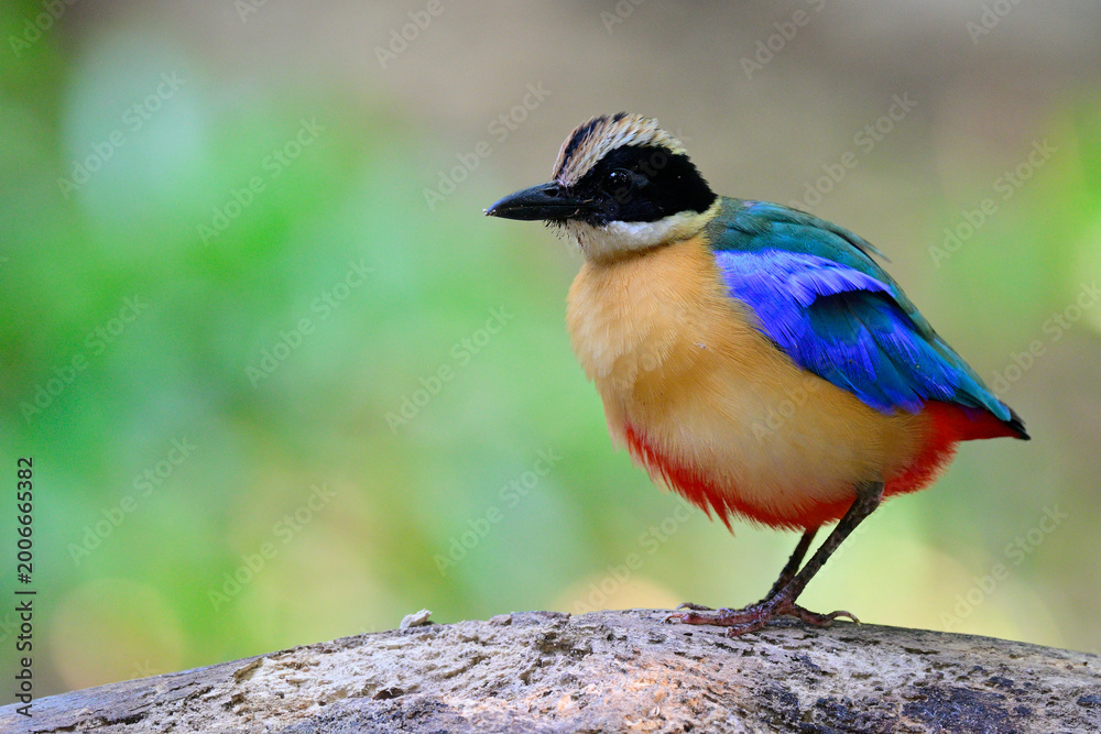 Fototapeta premium blue-winged pitta making its fluffy feathers while perchin on clean timber