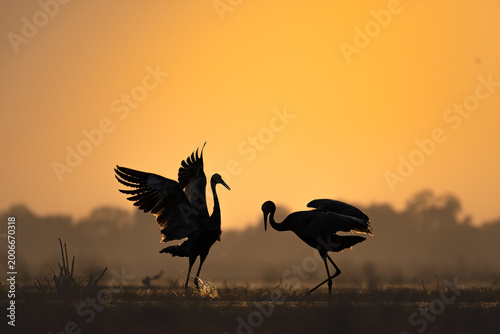 Photography Silhouetted cranes displaying at sunrise in Keoladeo National Park, highlighted by golden light and water splashes in a serene wetland setting