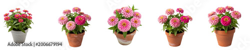 Bild auf Leinwand Pink Zinnia Flowers in Terracotta and Grey Pots Set | Vibrant Potted Annual Bloo
