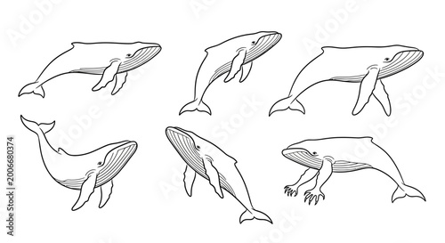 Whale Collection Line Art Diverse Poses