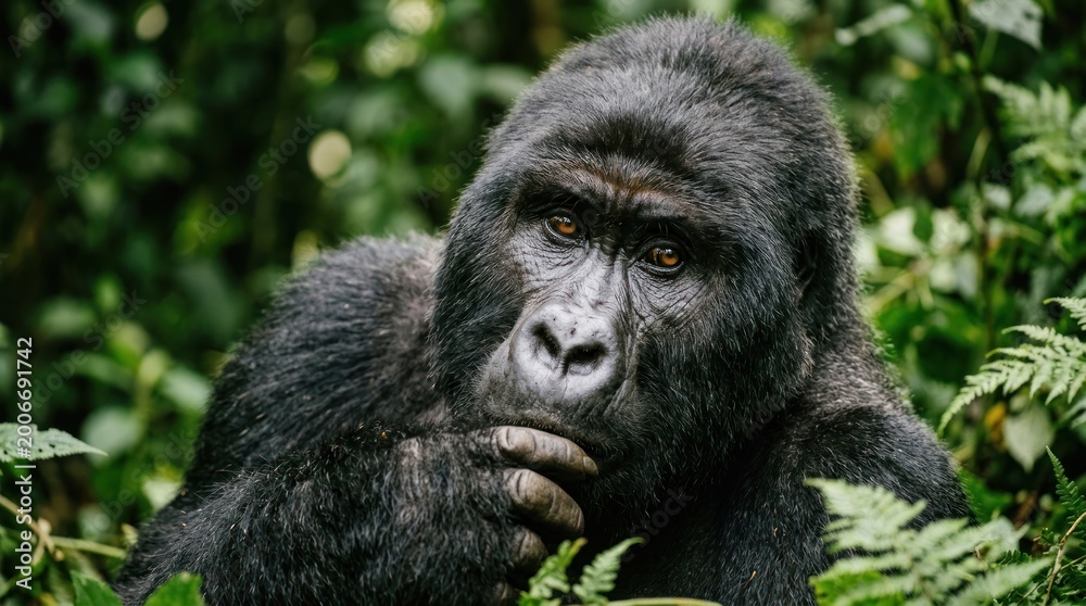 Fototapeta premium A mountain gorilla in a lush green forest, with a blurred background.