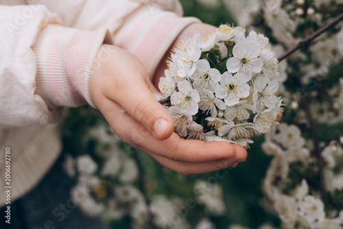 A gentle hand holding a cluster of delicate white flowers, symbolizing spring and new beginnings.