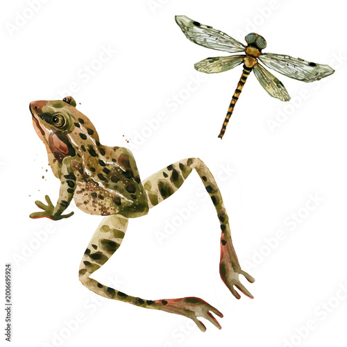 Tableau sur toile Watercolor Frog and Dragonfly Illustration - Hand Painted Pond Wildlife Animals