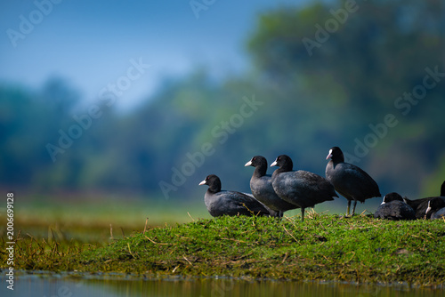 Bild auf Leinwand Eurasian coots resting on a grassy patch in Keoladeo wetlands, captured in soft light with a smooth, natural background