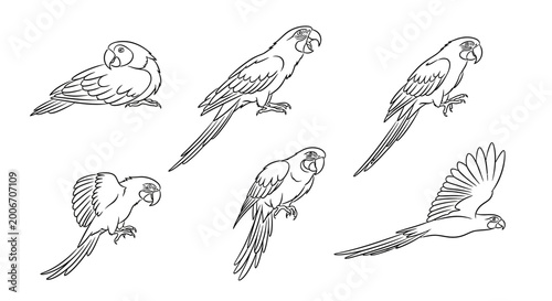 Parrot line art set, hand-drawn tropical bird illustrations for design