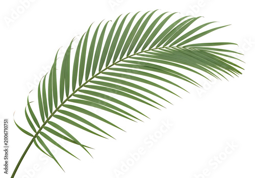Green curved vector lines and abstract design