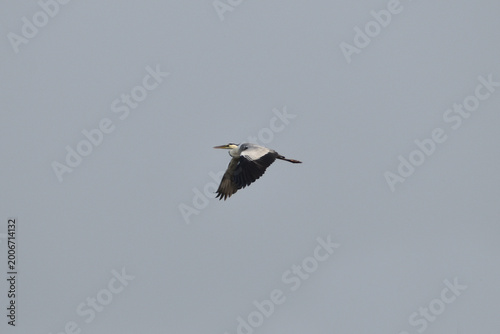 stork in flight