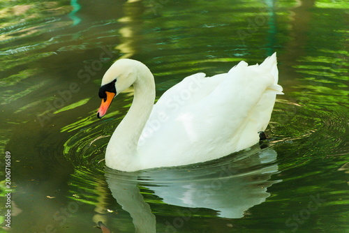 Tableau sur toile Mute Swan Swimming on Green Reflective Lake Water