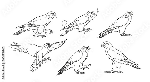 Falcon set, hand drawn line art illustration of predatory birds