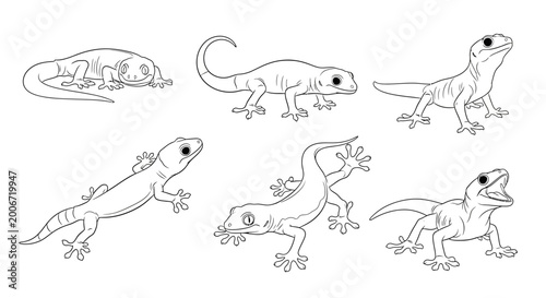 Lizard sketches, hand-drawn reptile illustrations for creative design projects