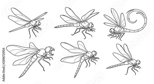 Dragonfly illustration set, hand-drawn insect collection for design projects
