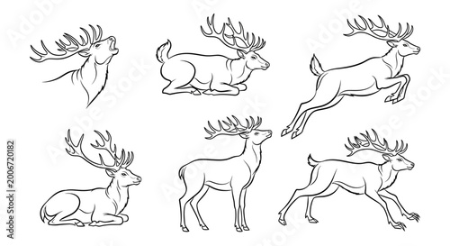 Deer set, hand-drawn vector illustrations of stags in various poses