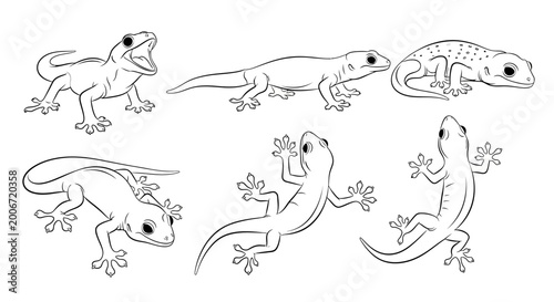 Gecko set, hand drawn lizard illustrations for nature design projects