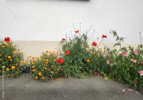 Fleurs du printemps