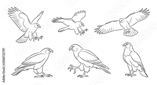 Eagle line art collection, hand drawn raptor bird set