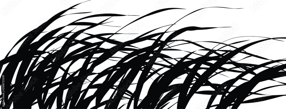 Fototapeta premium Wind blown grass silhouettes dense wild meadow blades isolated on white background for nature landscape design elements