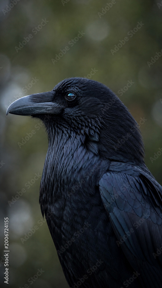 Fototapeta premium Raven Portrait: An intensely detailed close-up shot of a sleek black raven. revealing the intricate textures of its feathers and the piercing gaze of its intelligent eye.