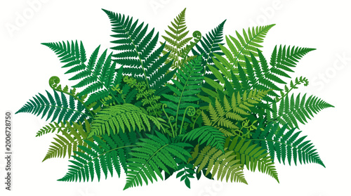 Green Fern Leaves Tropical Foliage Plants.