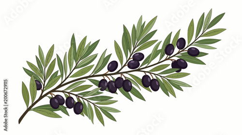 Olive branch with green leaves and black olives.