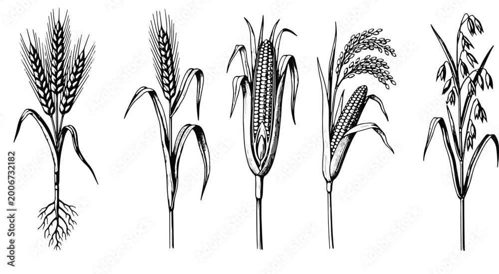 Obraz premium Hand drawn cereal crops set featuring wheat, corn, rice and barley plants with botanical vintage engraving style illustration