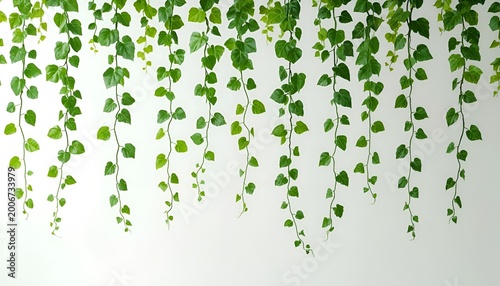 Hanging vine pattern with fresh green natural texture