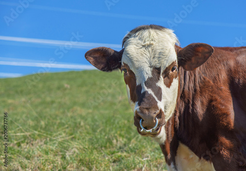 portrait of a brown cow abondance with white head with brown spots  and a rin...