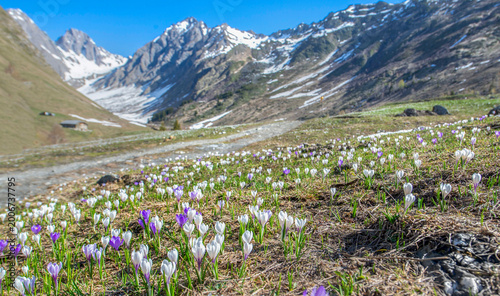 beautiful alpine mountain landscape at spring with white and violet crocus bl...