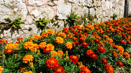 Bright marigold flowers blooming along rustic stone wall