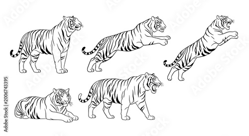 Tiger Vector Collection, Hand Drawn Wild Cat Poses and Set