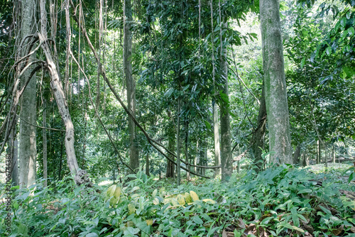 Tall trunks and hanging vines create dense jungle habitat. Tropical forest depth supports biodiversity conservation media. Wild green understory fits nature documentary background use