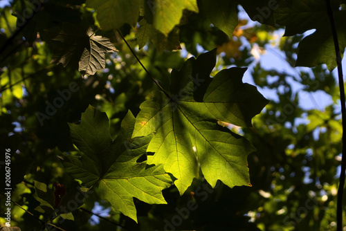 Sun shining on maple leaves at a park in Seattle