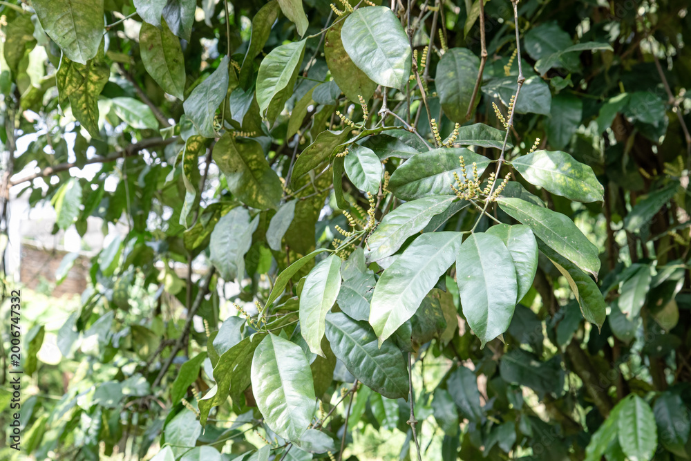Fototapeta premium Glossy leaves carry tiny flower spikes in tropical shade. Botanical branch detail supports plant identification media. Green inflorescence closeup for garden education content