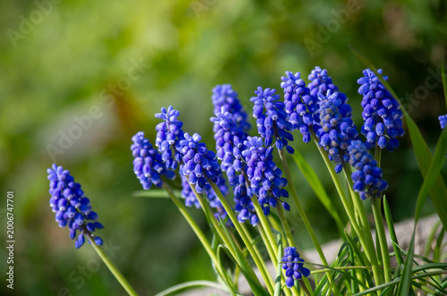 Fotografie blue muscari flowers on a spring flower bed in the garden