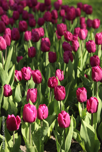 Beautiful purple tulips growing in a flowerbed. Flower field in a spring garden under the warm rays of the sun. Field of purple tulips. Picturesque landscape with many flowers of rich color